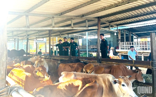 Binh đoàn 16 kiểm tra chất lượng con giống phục vụ Dự án Chương trình mục tiêu quốc gia năm 2025